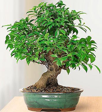 Banyan Fig Bonsai Tree