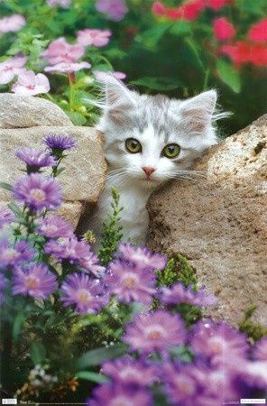 Kitten in the garden