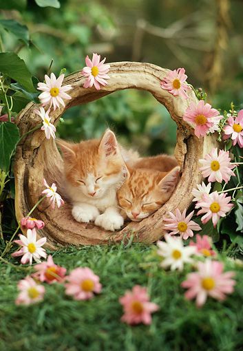 Kittens napping together