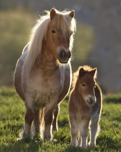 mother and baby shetland pony