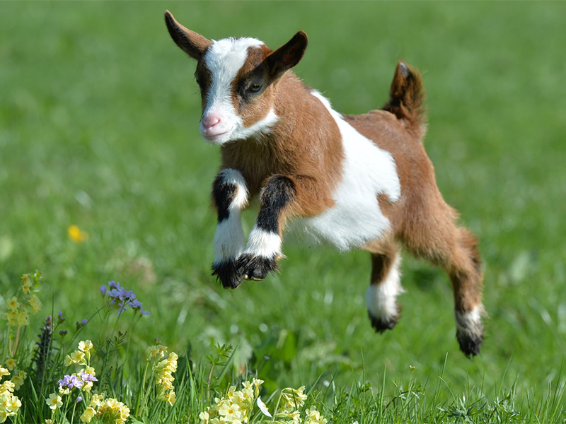 jumping baby goat