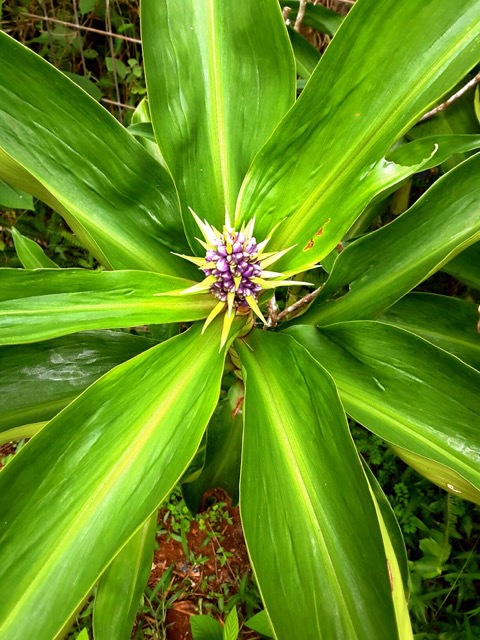 How To Grow A Tropical Garden - bright green leaves
