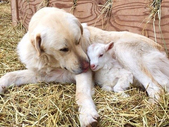 Baby goat and labrador 