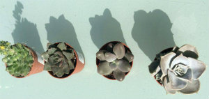Four tiny succulent ready to use in a fairy/mini garden