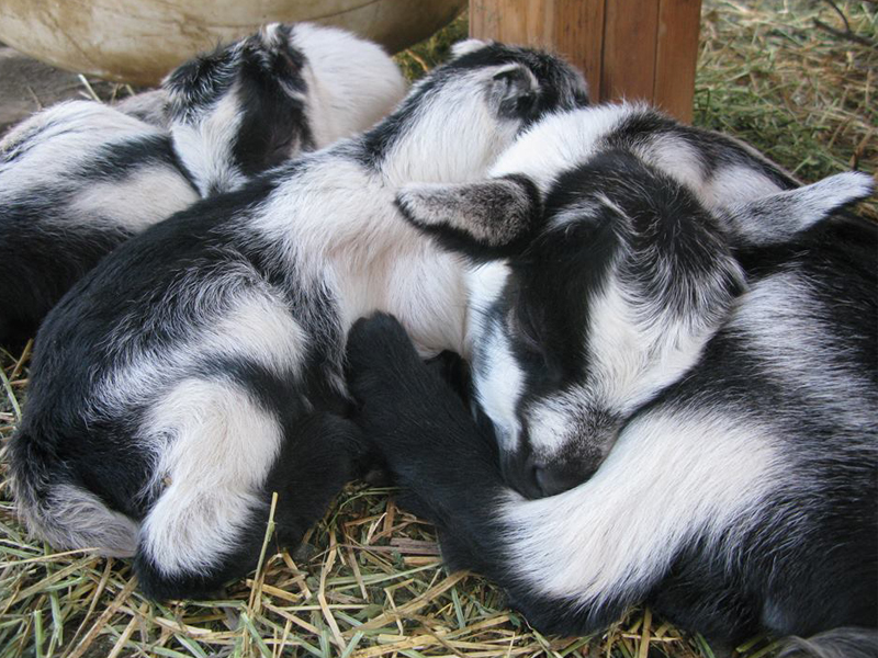 baby goats sleeping