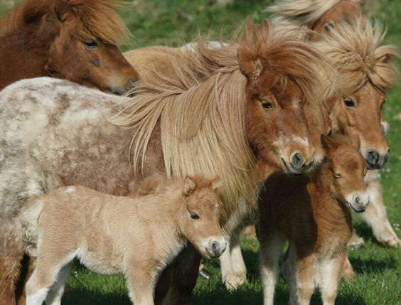 herd of shetland ponies