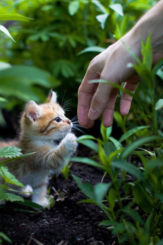 Kitten and their human friend