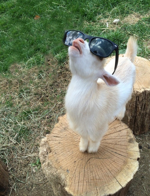baby goat wearing sunglasses