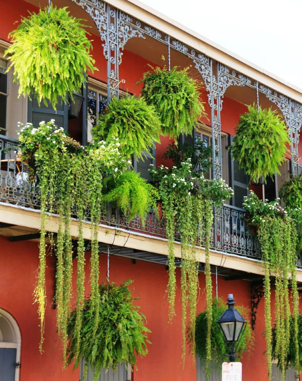 Inspiration for balcony, courtyard and small space gardening.