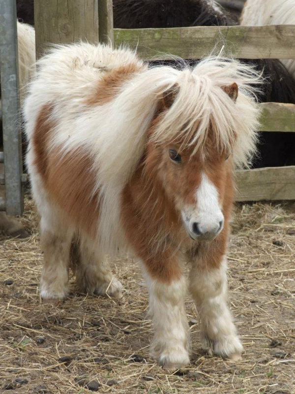 shetland pony