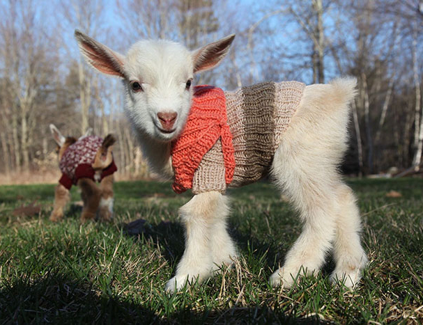 baby goat wearing jumper
