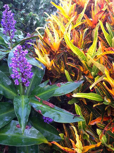 How To Grow A Tropical Garden - purple and orange plants
