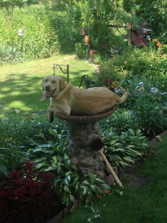 A Labrador taking a bird abth