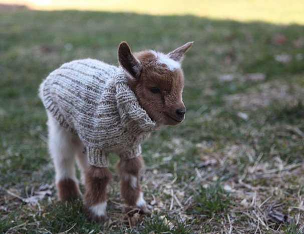 goat in jumper