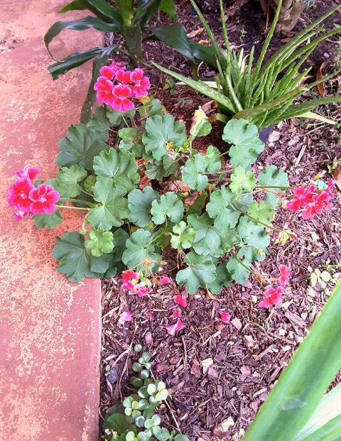 How To Grow A Tropical Garden - pink flowers
