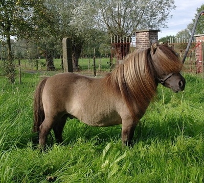 long hair shetland pony