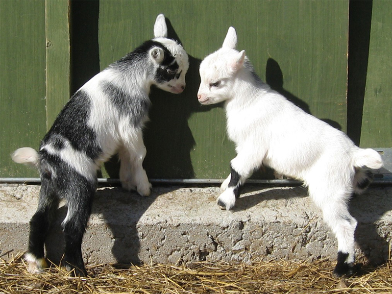 two goats playing