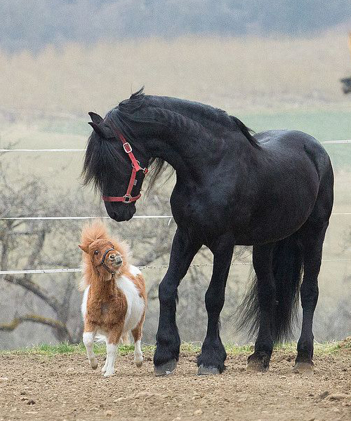 shetland pony with large horse