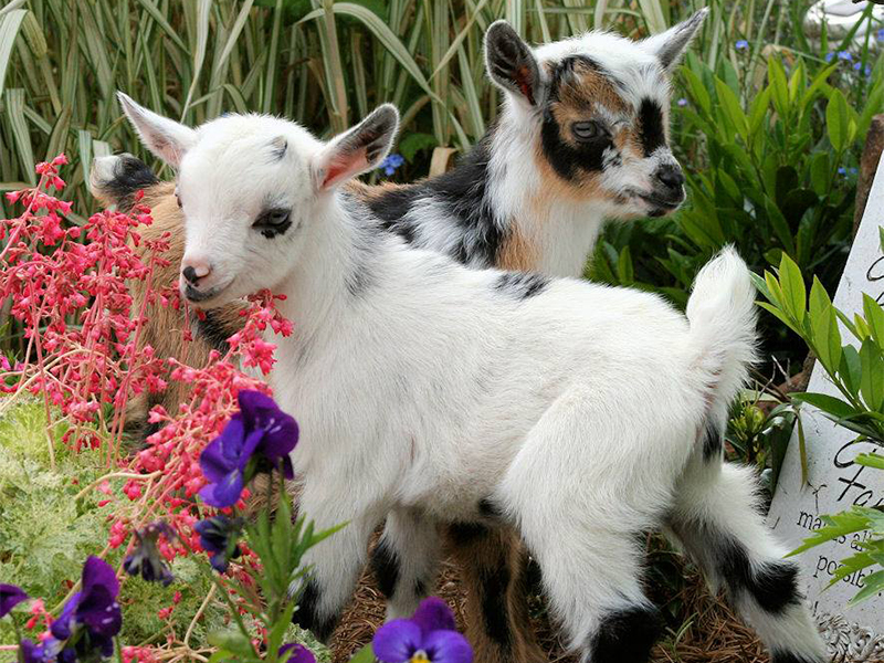 two goats with flowers