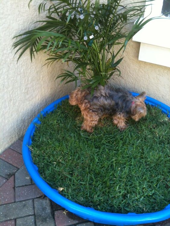 kid pool garden puppy 