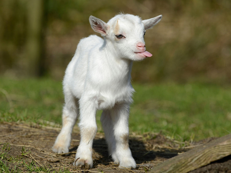Baby goat with tongue out