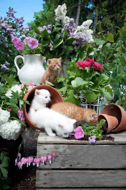 Kittens having fun in the garden