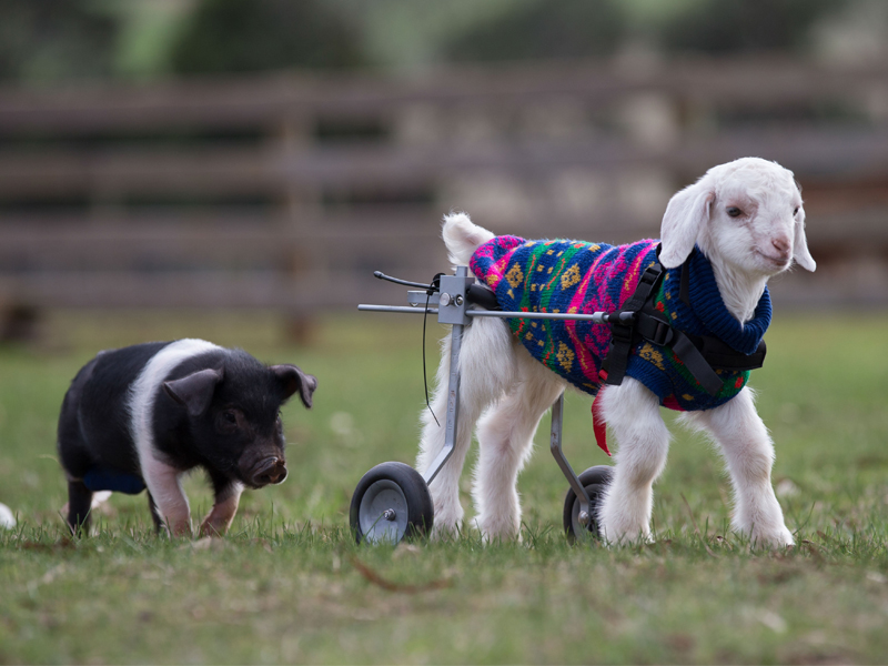 goat in wheelchair with pig