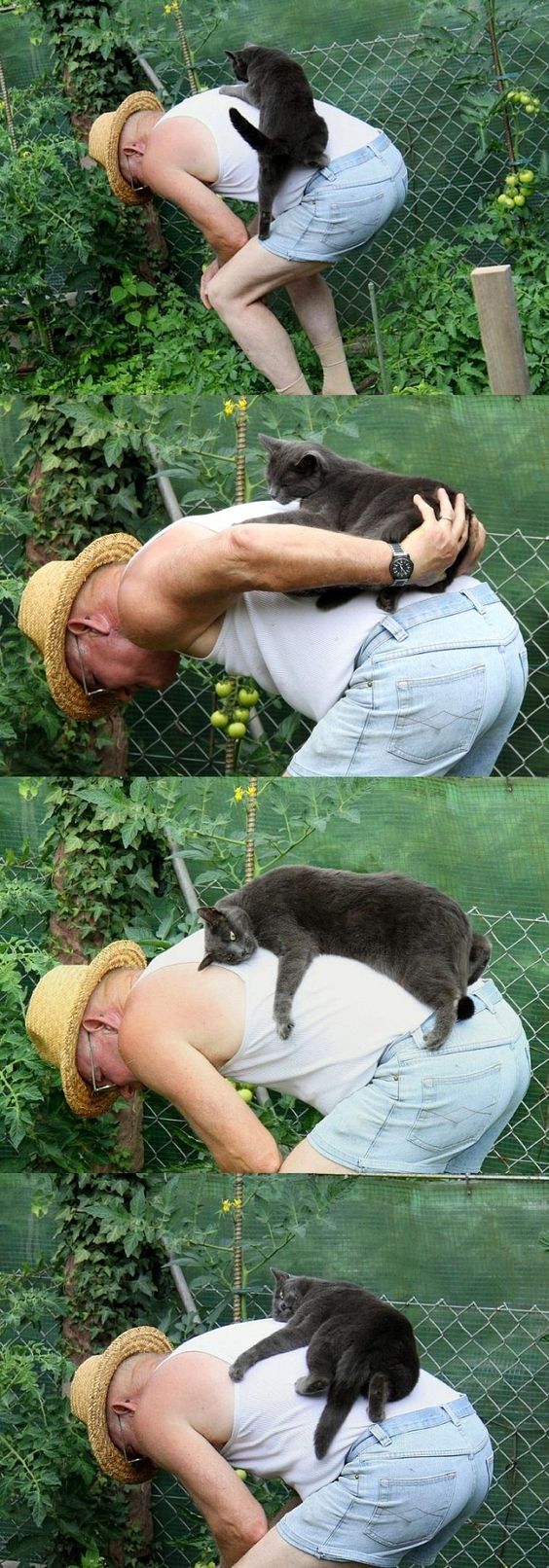 Kitten helping gardener 