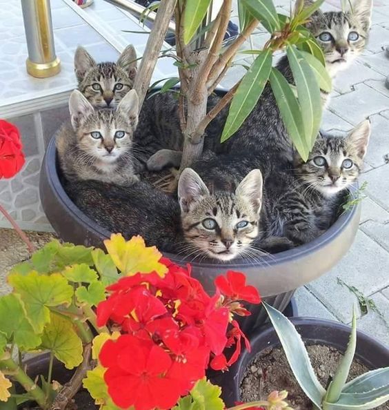 Kittens or a pot plant?