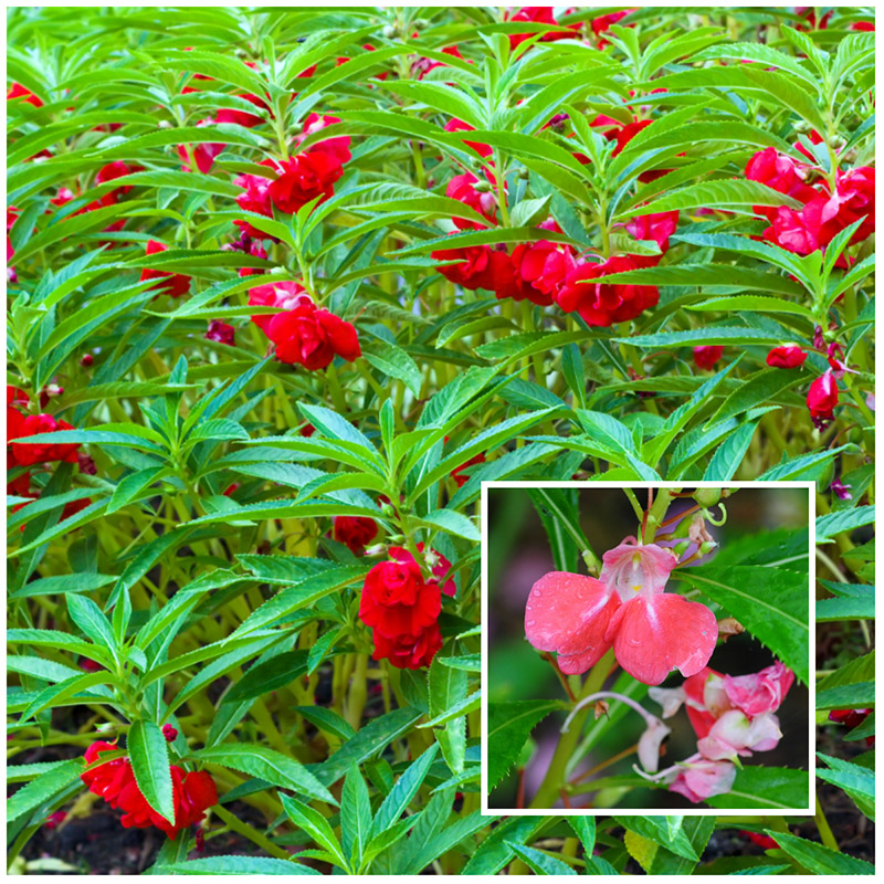 impatiens balsamina