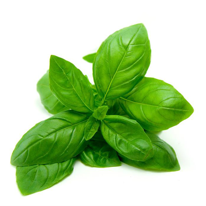 Basil for growing your own kitchen herb garden