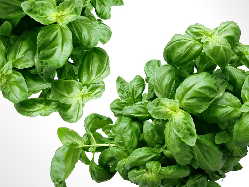 Basil