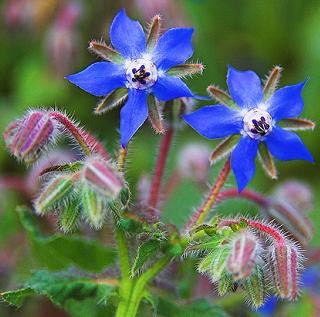 Borages are edible and can be used in the kitchen