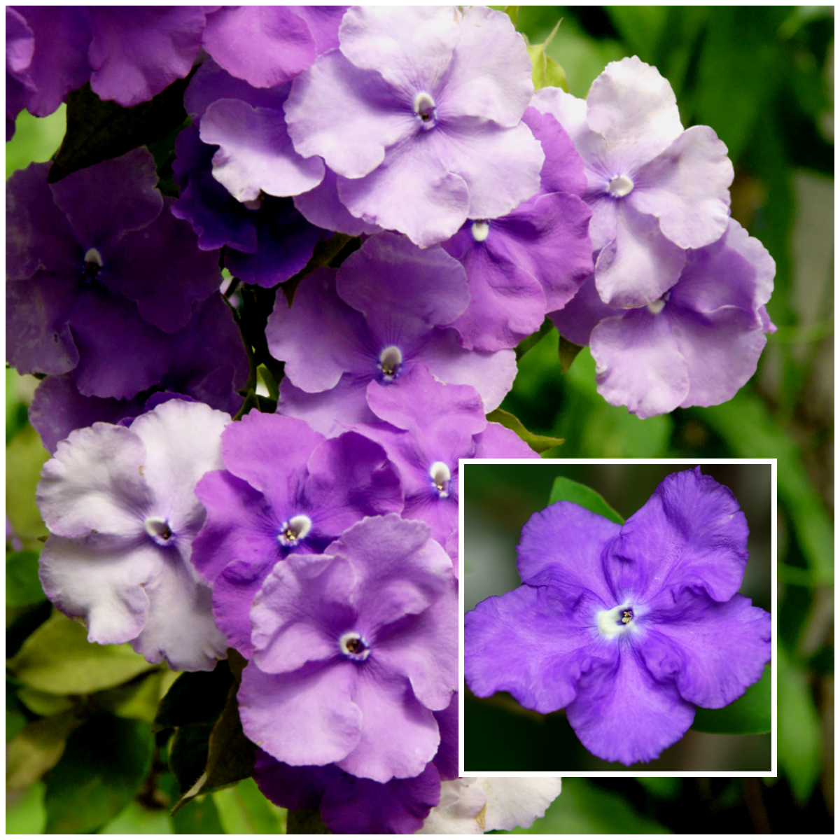 brunfelsia plant