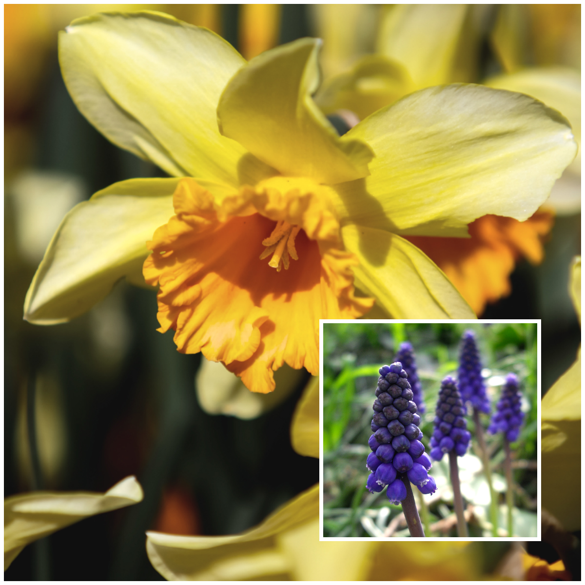 daffodils and hyacinths