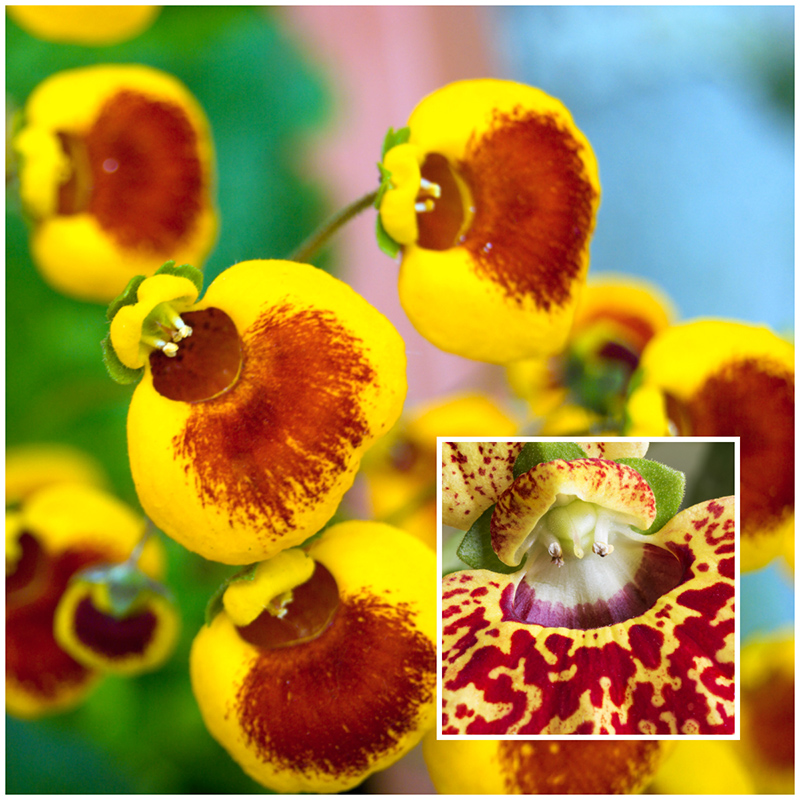 calceolaria