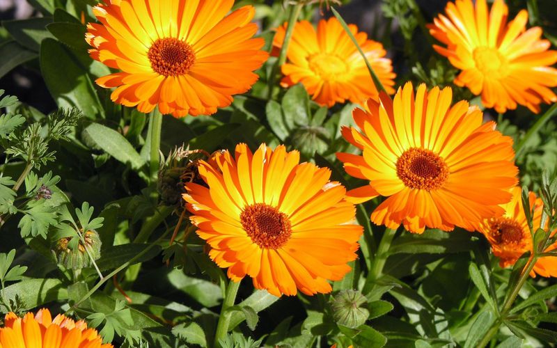 Calendulas are edible and can be used in the kitchen
