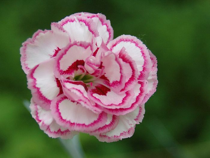 Carnations are edible and can be used in the kitchen