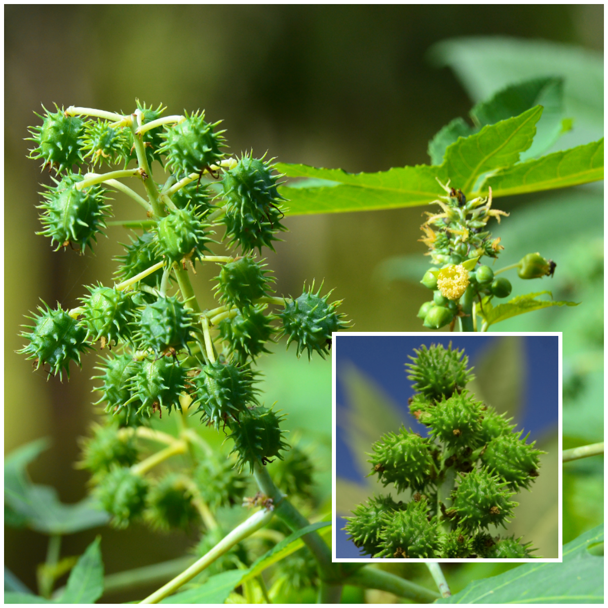 castor bean plant