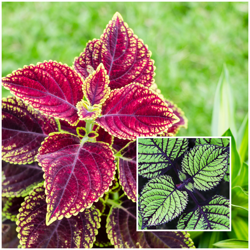coleus
