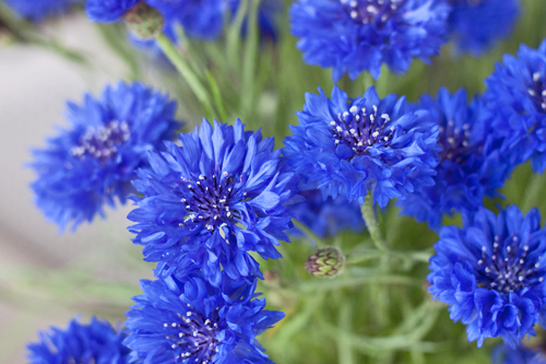 Cornflowers are edible and can be used in the kitchen