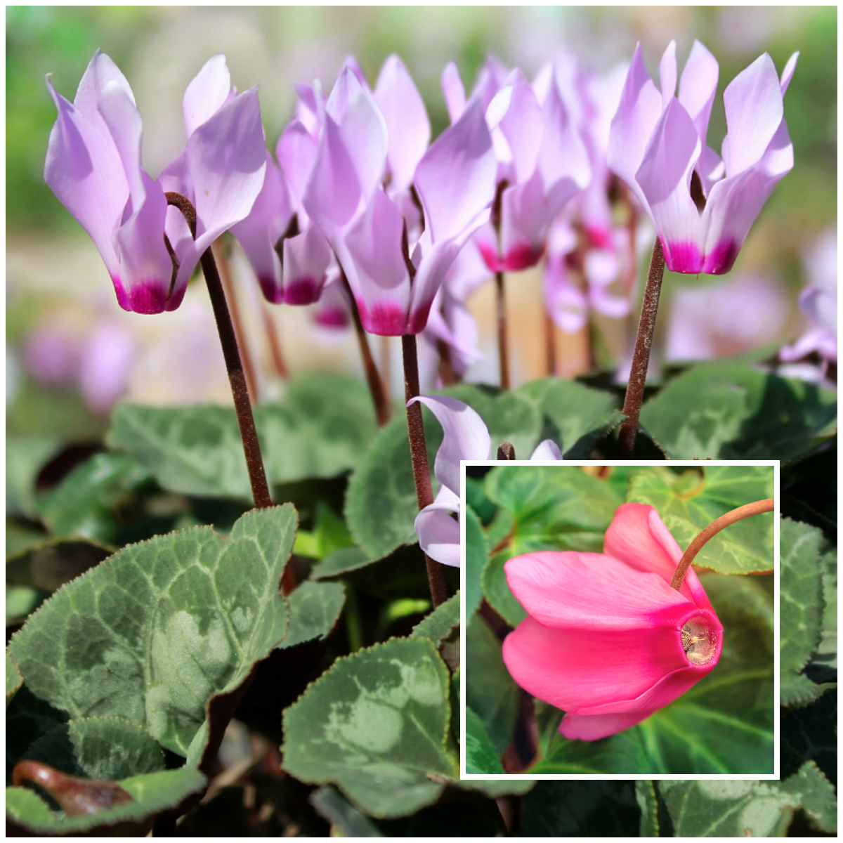 cyclamen plant