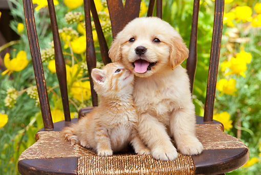 Kitten and puppy cuddles
