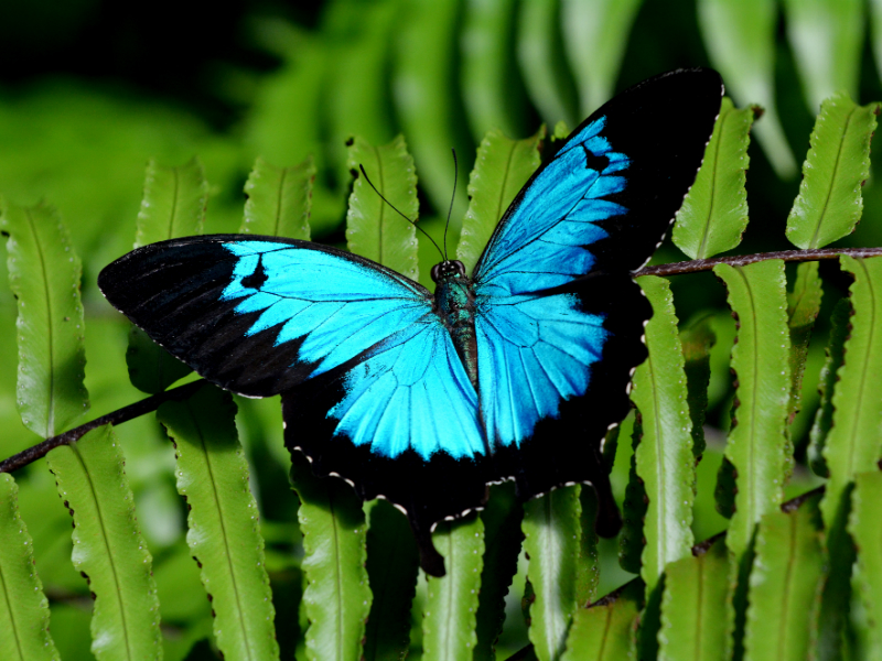 Ulyness Swallowtail Butterfly