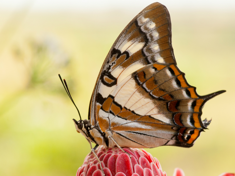 Tailed Emperor
