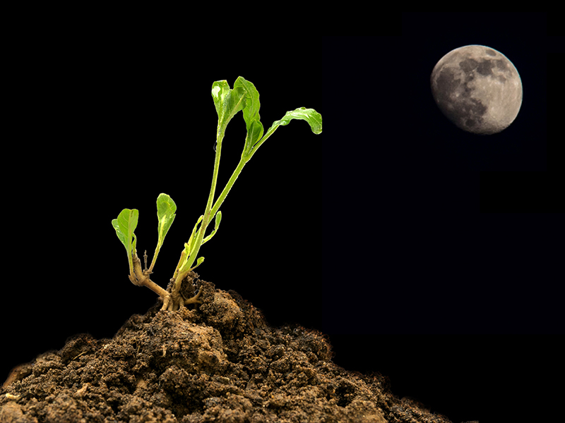 Moonlight planting