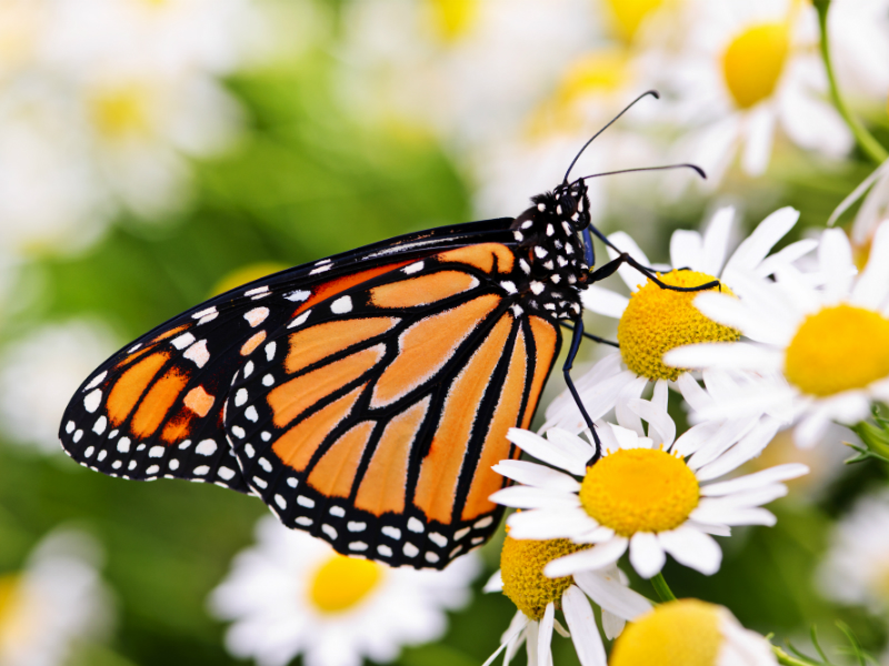 Monarch Butterfly