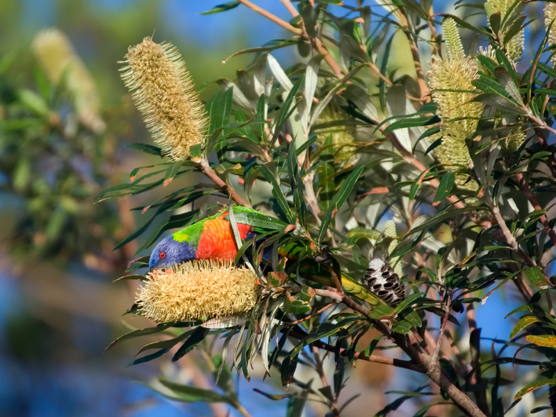 rainbow lorikeet eating banksia 