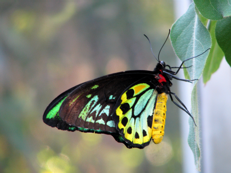 Cairns Birdwig Butterfly