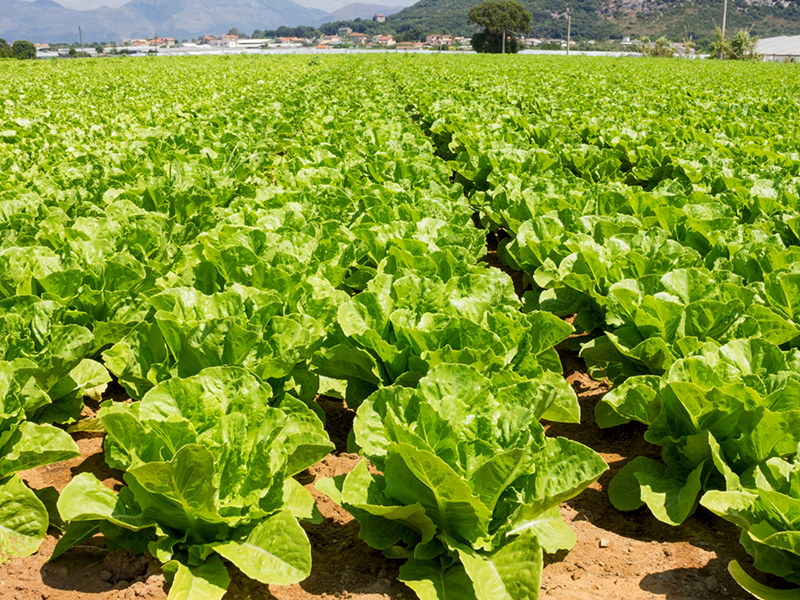 Lettuce crop